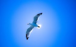 Sulle ali della libertà con Il gabbiano Jonathan Livingston