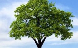 Ambiente. La perfetta tecnologia degli alberi potrebbe aiutarci a vivere meglio