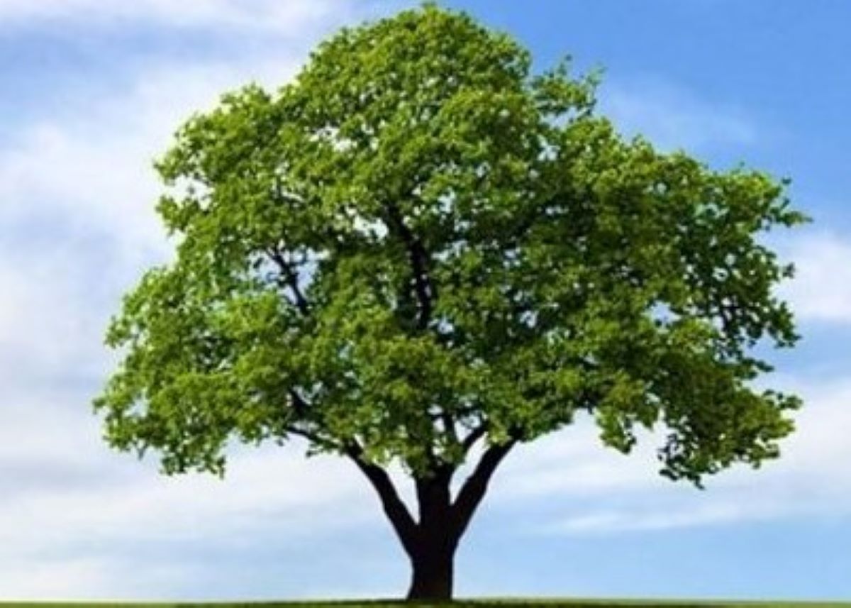 Дерево cartoon. Включи tree. Включи tree. Дерево арт на прозрачном фоне. Включи дерево.